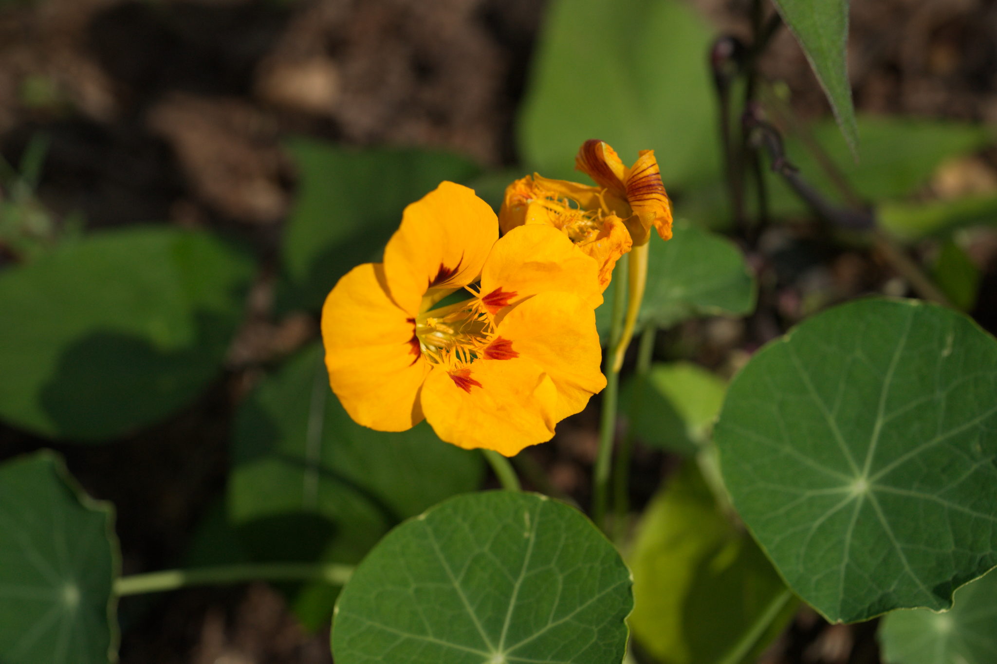 20210721  Gruen(t)raumHeimfeld 026